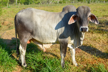 Zebu young bull in a field in Colombia