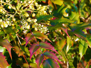 緑のトゲトゲの葉っぱ