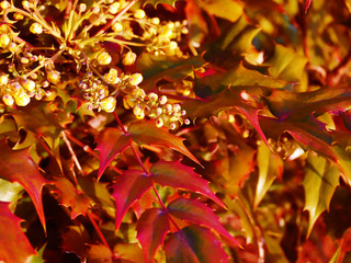 赤いトゲトゲの葉っぱ