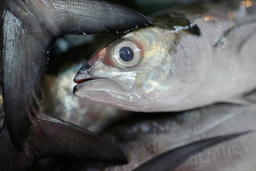 Fresh raw fish in ice