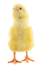 Little chicken isolated.