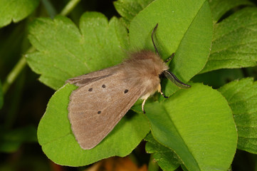 Obraz premium Diaphora mendica (CLERCK, 1759) Graubär 20.05.2017 DE, RLP, Mosel, Piesport