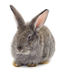 Gray rabbit isolated.