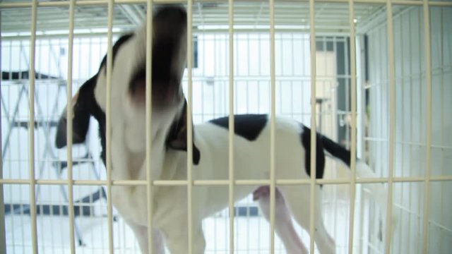 A restless puppy barking in a cage at an animal shelter