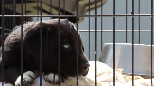 A sad puppy with beautiful blue eyes locked up in a cage at an animal shelter