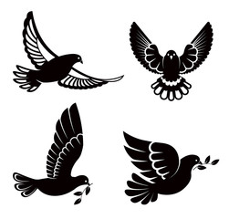 Fototapeta premium Pigeon or dove, white bird flying with spread wings in sky or sitting set.