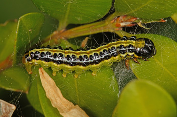 Cydalima perspectalis (WALKER, 1859) Buchsbaum-Zünsler , Raupe 08.04.2017 DE, NRW, Leverkusen