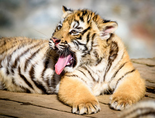 Obraz premium The Siberian tiger (Panthera tigris tigris) also called Amur tiger (Panthera tigris altaica) in the ZOO