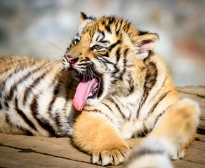 The Siberian tiger (Panthera tigris tigris) also called Amur tiger (Panthera tigris altaica) in the ZOO