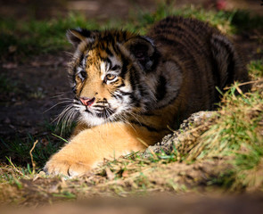 Obraz premium The Siberian tiger (Panthera tigris tigris) also called Amur tiger (Panthera tigris altaica) in the ZOO