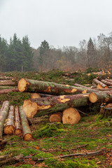 Clear cutting of fir forest