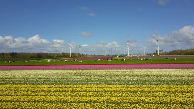 Aerial view of the tulip fields of Dronten, Felvoland, the Netherlands, with wind turbines and cows.