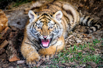 The Siberian tiger (Panthera tigris tigris) also called Amur tiger (Panthera tigris altaica) in the ZOO
