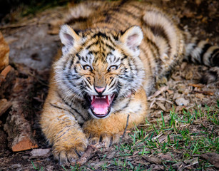 The Siberian tiger (Panthera tigris tigris) also called Amur tiger (Panthera tigris altaica) in the ZOO
