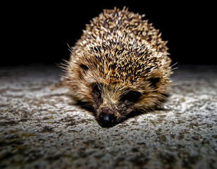 West European Hedgehog © underworld