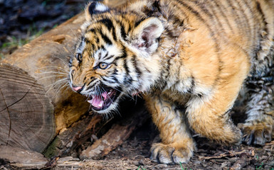 The Siberian tiger (Panthera tigris tigris) also called Amur tiger (Panthera tigris altaica) in the ZOO