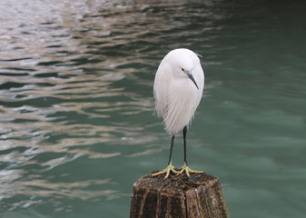 white little egret called Egretta garzetta is a species of small
