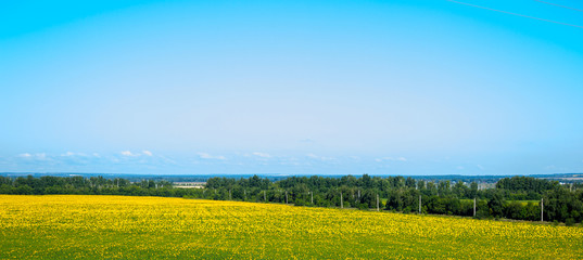 Bright sunflower fields on the background of trees and blue sky. Horizontal image