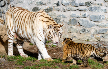 The Siberian tiger (Panthera tigris tigris) also called Amur tiger (Panthera tigris altaica) in the ZOO