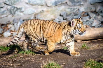 Obraz premium The Siberian tiger (Panthera tigris tigris) also called Amur tiger (Panthera tigris altaica) in the ZOO