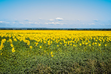Obraz premium Flowering sunflowers in the sunflower field. Horizontal image