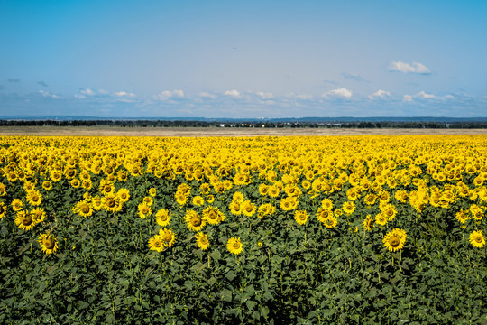 Sunflower field, horizontal image
