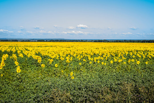 Flowering sunflowers in the sunflower field. Horizontal image