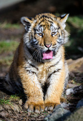Fototapeta na wymiar The Siberian tiger (Panthera tigris tigris) also called Amur tiger (Panthera tigris altaica) in the ZOO
