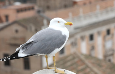 big seagull with yellow beak and the historic building in the ba