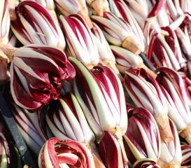 red Chicory called RADICCHIO TARDIVO in Italian language is a ve