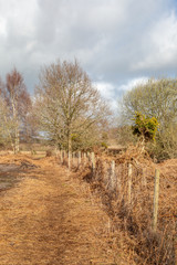 A pathway in Chailey Common in Sussex, on a sunny late winter day