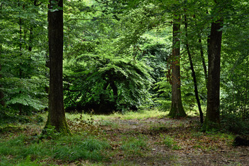 Obraz premium forêt