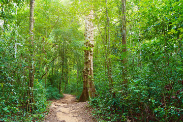 forest trail in Phu Quoc, Vietnam