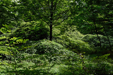 Obraz premium forêt