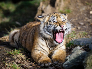 The Siberian tiger (Panthera tigris tigris) also called Amur tiger (Panthera tigris altaica) in the ZOO