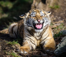 The Siberian tiger (Panthera tigris tigris) also called Amur tiger (Panthera tigris altaica) in the ZOO