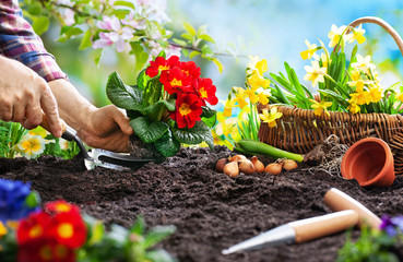 Planting spring flowers in the garden