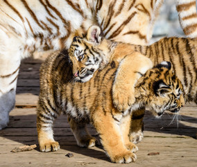 The Siberian tiger (Panthera tigris tigris) also called Amur tiger (Panthera tigris altaica) in the ZOO