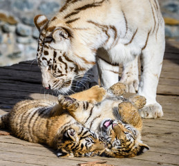 The Siberian tiger (Panthera tigris tigris) also called Amur tiger (Panthera tigris altaica) in the ZOO