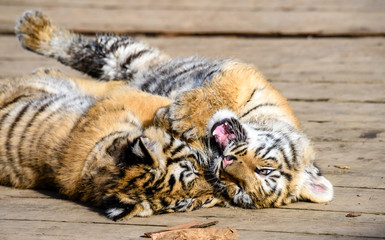 Fototapeta premium Tygrys syberyjski (Panthera tigris tigris) zwany także tygrysem Amur (Panthera tigris altaica) w ZOO