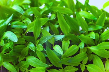 Fototapeta na wymiar Young green shoots of sweet pepper with juicy leaves. Seedlings of bell pepper