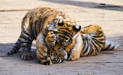 Fototapeta premium The Siberian tiger (Panthera tigris tigris) also called Amur tiger (Panthera tigris altaica) in the ZOO