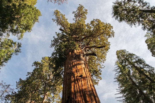 Sequoias in Sequoia National Park, California. View from below © Dmitriy