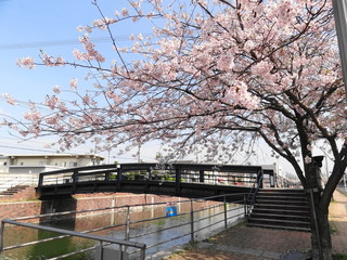 Obraz premium 境川の桜