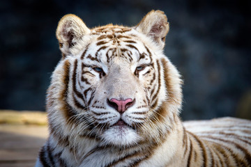 The Siberian tiger (Panthera tigris tigris) also called Amur tiger (Panthera tigris altaica) in the ZOO