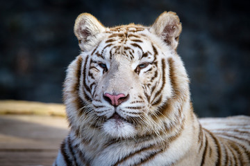 The Siberian tiger (Panthera tigris tigris) also called Amur tiger (Panthera tigris altaica) in the ZOO