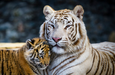 The Siberian tiger (Panthera tigris tigris) also called Amur tiger (Panthera tigris altaica) in the...