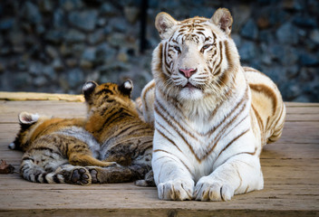 The Siberian tiger (Panthera tigris tigris) also called Amur tiger (Panthera tigris altaica) in the ZOO