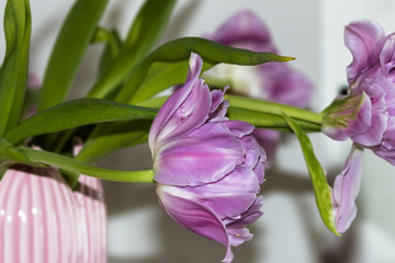 purple tulips