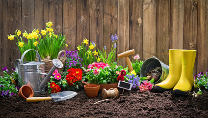 Planting spring flowers in the garden - obrazy, fototapety, plakaty